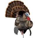 Avian-X AVX HDR Strutter